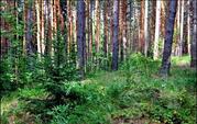 15 соток (лпх) в с.Городец, рядом лес, недалеко озера и р. Ока - Фото 2