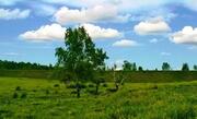 85 га в деревне по новорижскому земля сельхозназначения - Фото 3