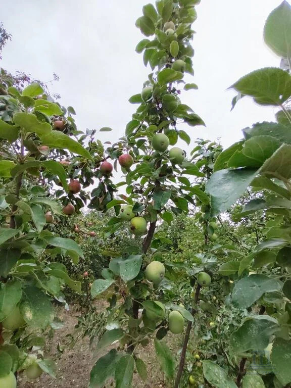 Продажа дома, 40м <sup>2</sup>, 6 сот., Алитуб, с/т Тихий Дон