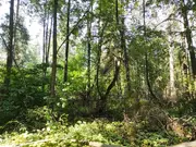15 соток ЛПХ в д.Белавино с лесными деревьями