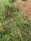 Участок 6,4 сотки в д. Брёхово, мкрн. Ксенон.